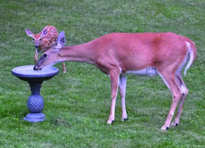 Pause that refreshes